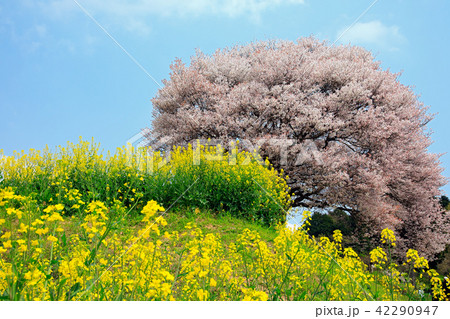 佐賀県 馬場の山桜と菜の花畑 佐賀県 馬場の山桜と菜の花畑 42290947