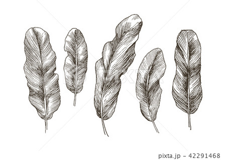 Hand drawn banana leaves of tropical plants. Vintage floral set isolated on white background. High Hand drawn banana leaves of tropical plants. Vintage floral set isolated on white background. High 42291468