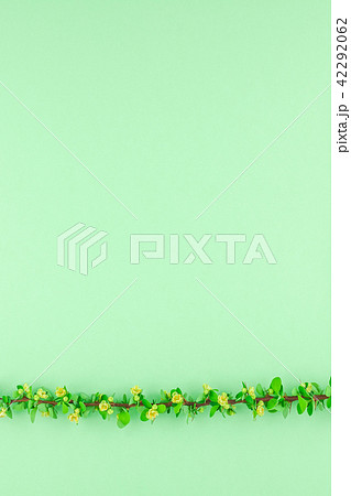 Color paper background with flowering barberry 42292062