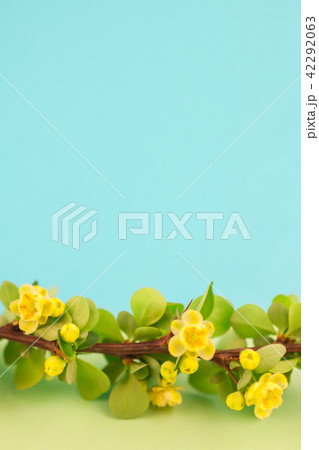 Spring blossoming barberry branch 42292063