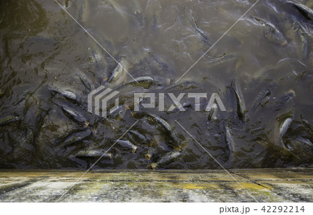 Many fish eating Many fish eating 42292214