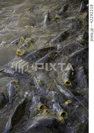 Many fish eating 42292218