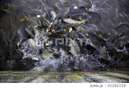 Many fish eating 42292229