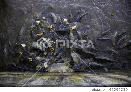 Many fish eating 42292230