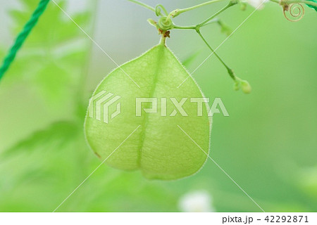 フウセンカズラ 42292871