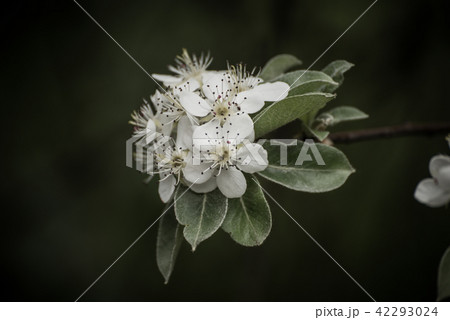 Apple tree flower 42293024