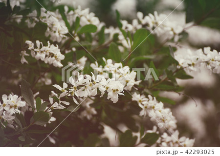 Spring white flowers 42293025