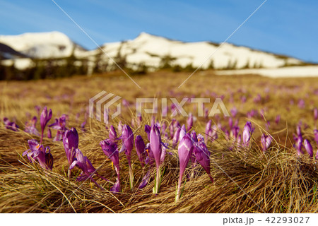 Landscape with crocuses 42293027
