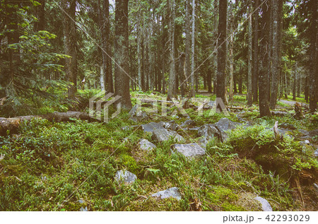 North scandinavian forest 42293029