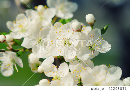 Apricot tree blossoms 42293031