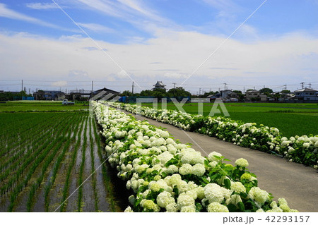 6月　加須26紫陽花の遊歩道と騎西城 42293157