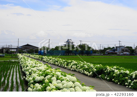 6月 加須29紫陽花の遊歩道と騎西城 6月 加須29紫陽花の遊歩道と騎西城 42293160