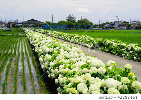 6月 加須30紫陽花の遊歩道と騎西城 6月 加須30紫陽花の遊歩道と騎西城 42293161