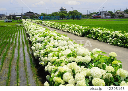 6月　加須32紫陽花の遊歩道と騎西城 42293163