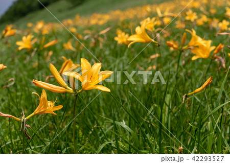 カモシカ平のノゾリキスゲ 42293527