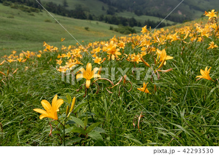 カモシカ平のノゾリキスゲ 42293530