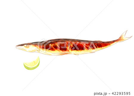 焼き秋刀魚 透明水彩 水彩画 42293595