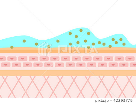 肌の細胞 42293779