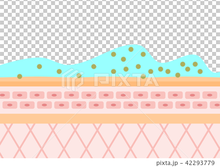 肌の細胞 42293779