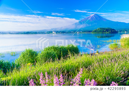 【山梨県】ラベンダーの花畑・富士山 42293893
