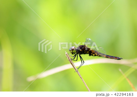 ハラビロトンボ 42294163