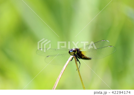 ハラビロトンボ 42294174
