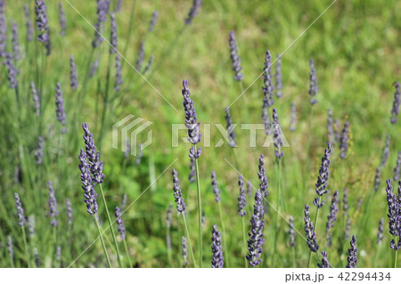 ラベンダーの花 ラベンダーの花 42294434