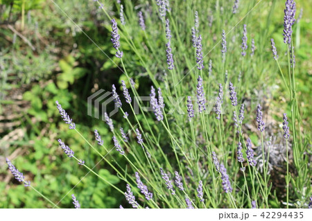 ラベンダーの花 ラベンダーの花 42294435
