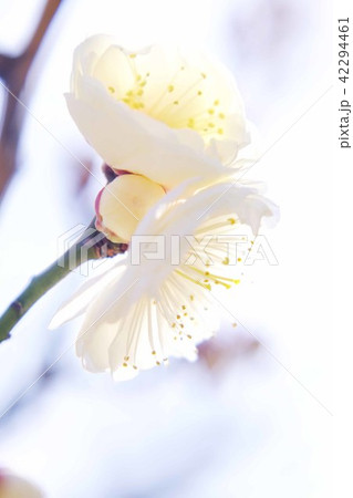 白梅 白梅 42294461