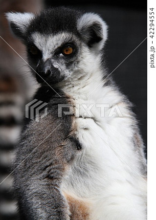 ワオキツネザル 42294554