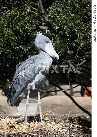 ハシビロコウ 42294555