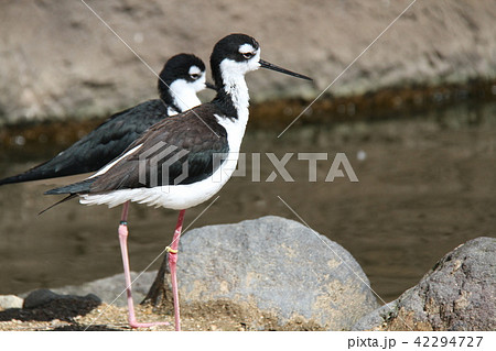 クロエリセイタカシギ 42294727