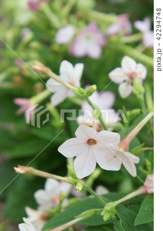 ヒルザキツキミソウ　エノテラ　園芸　草花 42294748