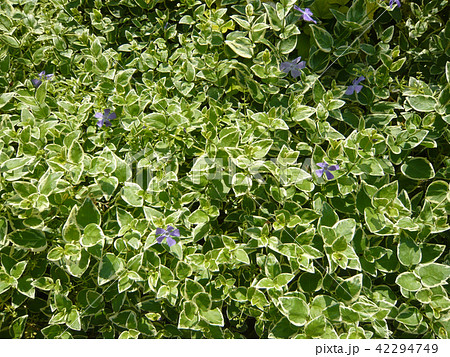 ビンカマジョール 園芸 草花 ビンカマジョール 園芸 草花 42294749