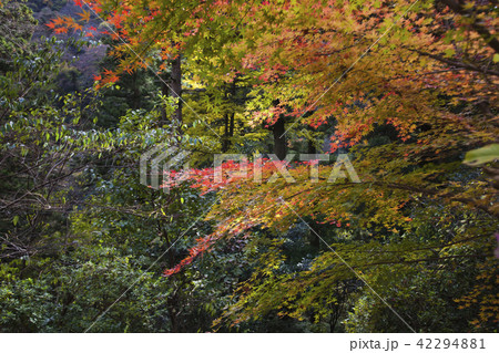 島根県 立久恵峡の紅葉 島根県 立久恵峡の紅葉 42294881