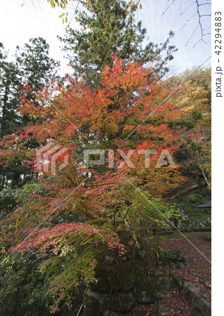 島根県 立久恵峡の紅葉 島根県 立久恵峡の紅葉 42294883