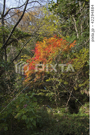 島根県　立久恵峡の紅葉 42294884
