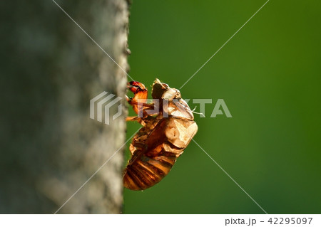 光を浴びて輝くセミの抜け殻 光を浴びて輝くセミの抜け殻 42295097