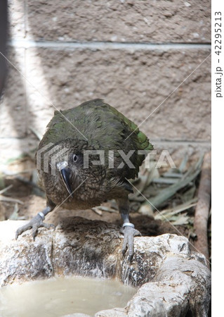 ミヤマオウム 42295213