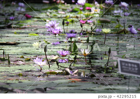 スイレン 42295215