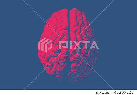 Monochrome drawing brain vintage style Monochrome drawing brain vintage style 42295526