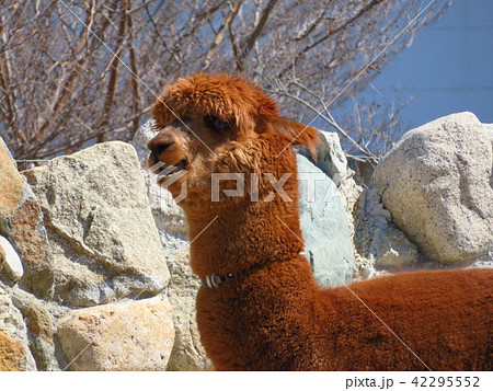 アルパカ 42295552