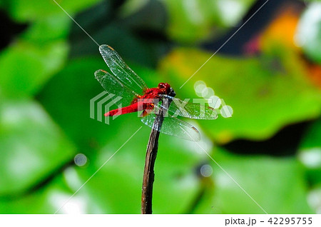 ハスと赤トンボ 42295755