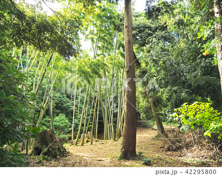 綺麗な竹林と森の風景の写真素材