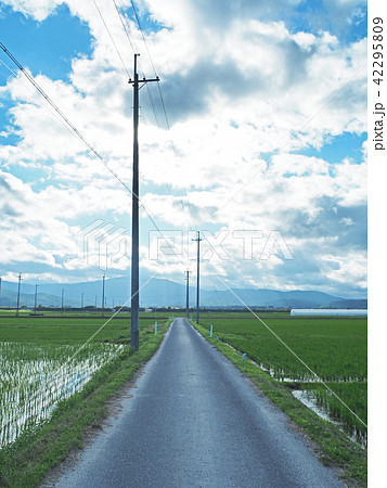 綺麗な田舎の田んぼ道の写真素材