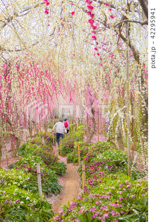 昇竜しだれ梅園 昇竜しだれ梅園 42295941