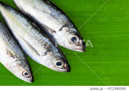 Selar crumenophthalmus ,Bigeye scad fish Selar crumenophthalmus ,Bigeye scad fish 42296006