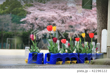 校庭のチュウーリップ 42296122