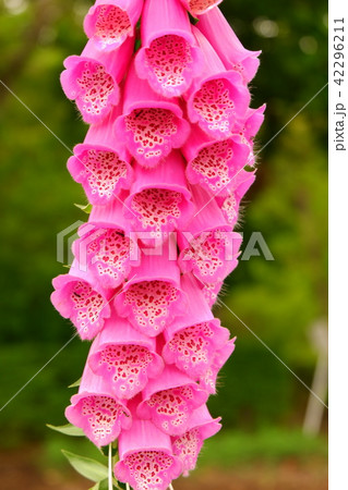 ジギタリス 42296211