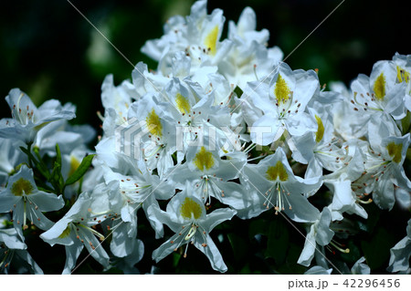 アルストロメリアの白い花 42296456